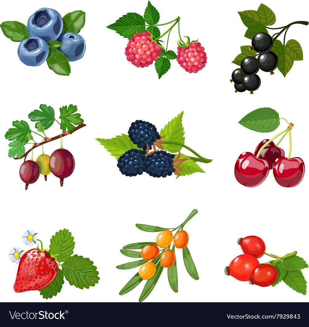 Berries of trees and shrubs set Royalty Free Vector Image