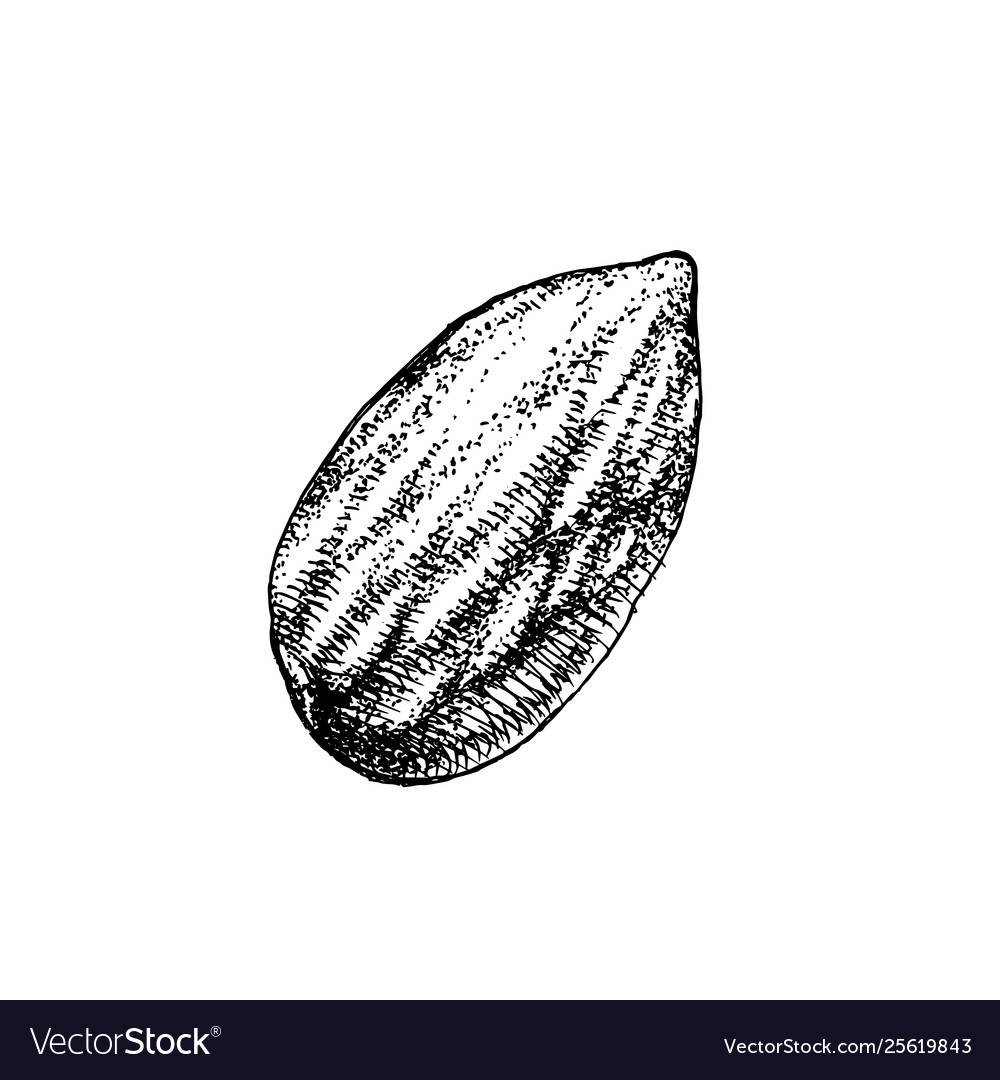 Hand drawn almond Royalty Free Vector Image - VectorStock