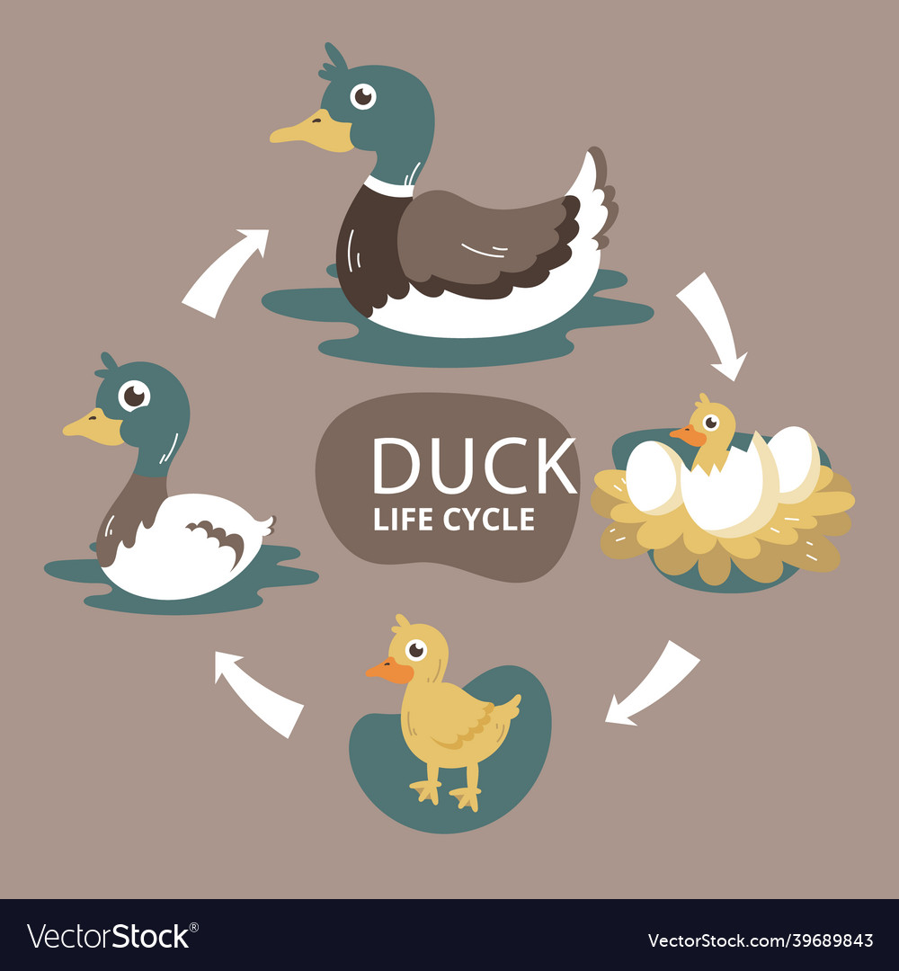 Super duck Royalty Free Vector Image - VectorStock