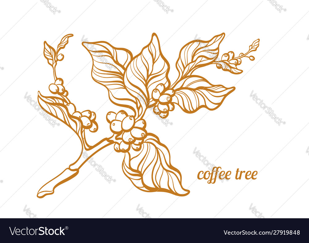Kaffee Zweig 5 vector image Kaffee Zweig 5