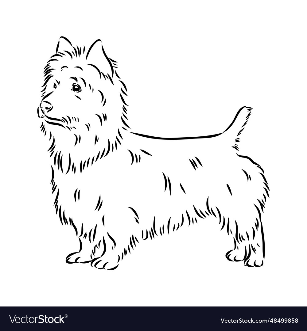 Decorative outline portrait of dog australian