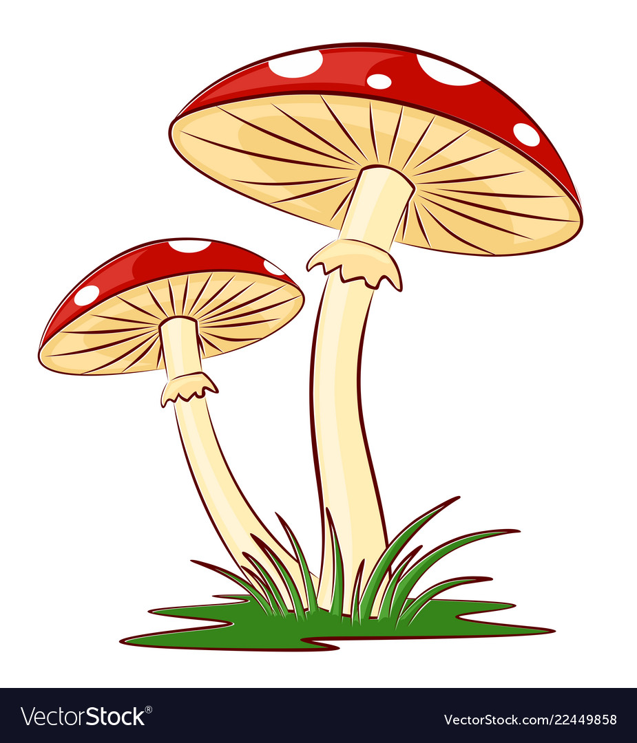 Forest mushrooms Royalty Free Vector Image - VectorStock