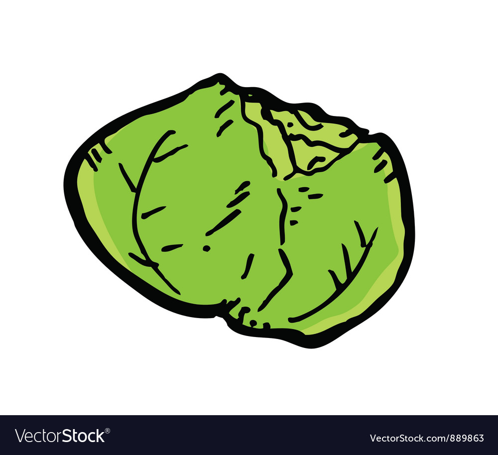 Cabbage