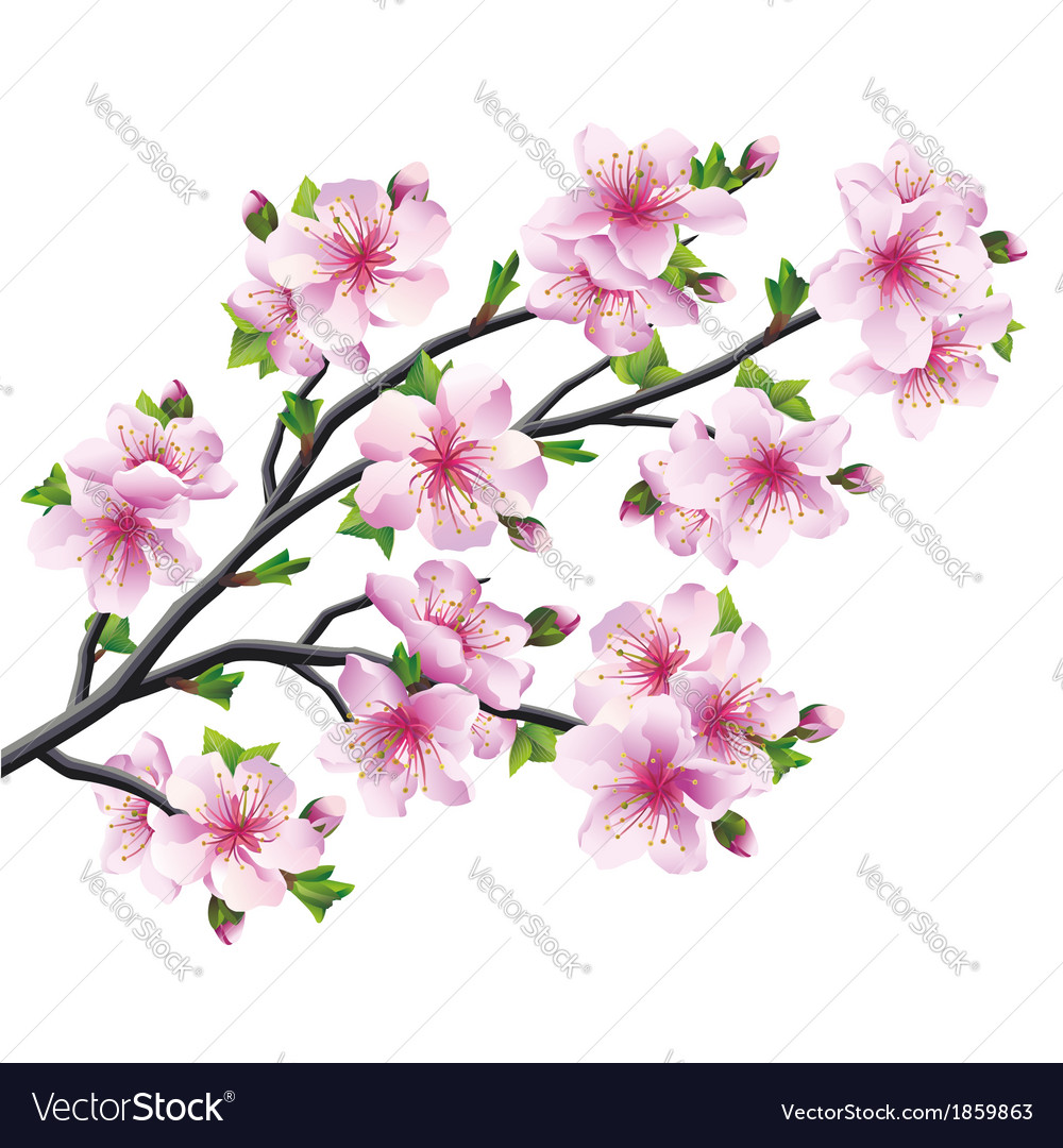 Download Japanese tree sakura cherry blossom Royalty Free Vector