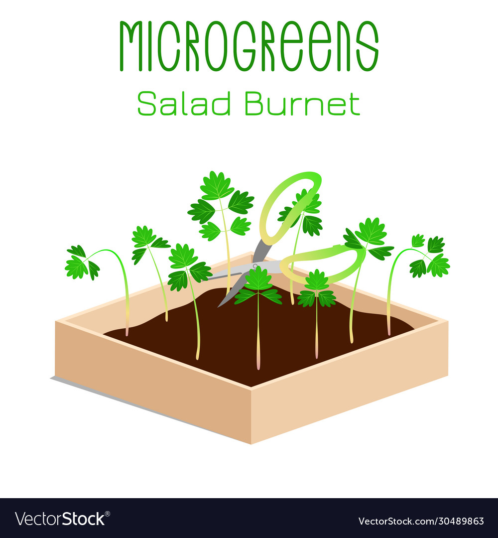 Microgreens salad burnet sanguisorba minor vector image Microgreens salad burnet sanguisorba minor