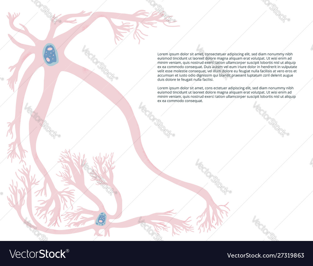 Neuron cells simple design vector image Neuron cells simple design