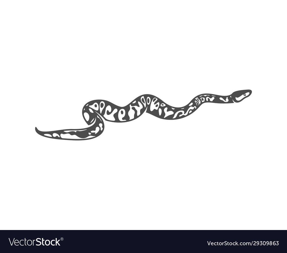 Python snake logo animal graphic design Royalty Free Vector
