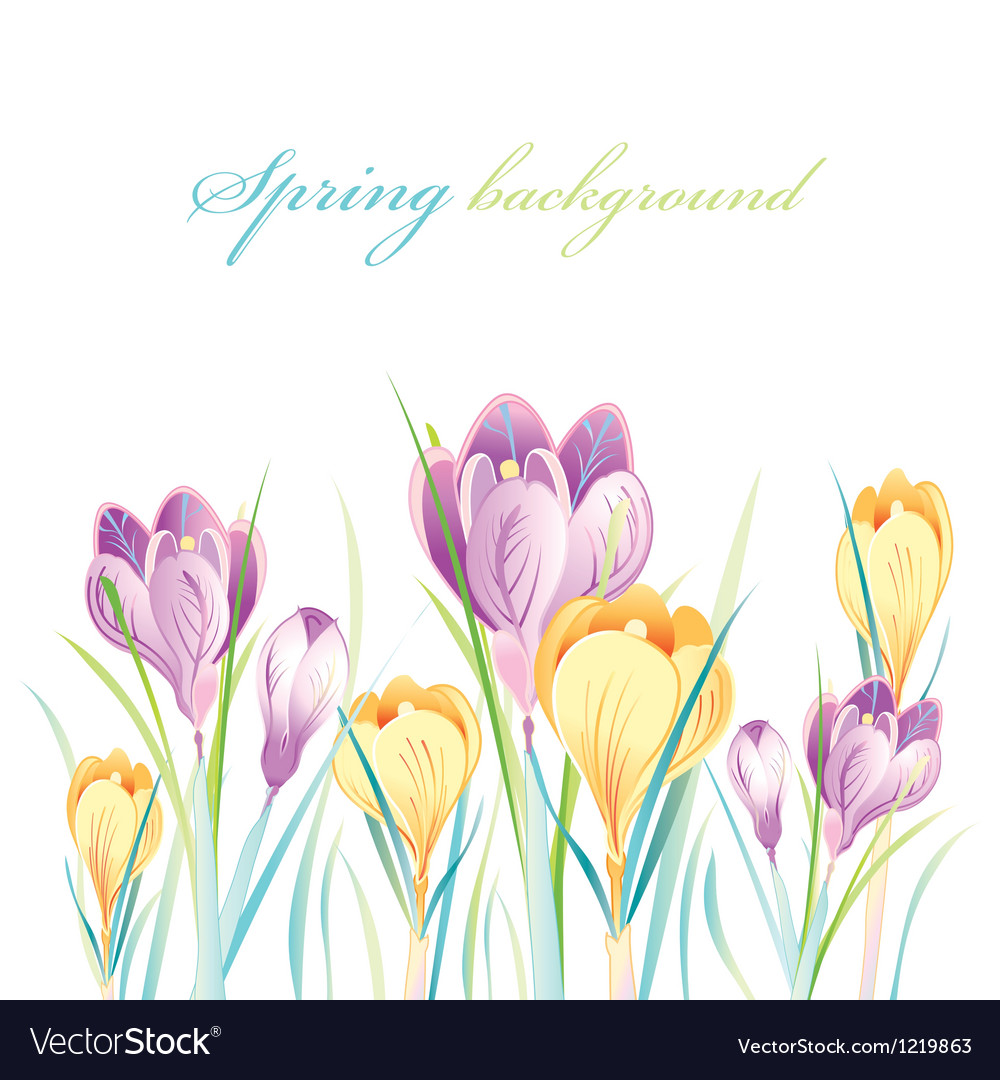 Spring background with crocuses