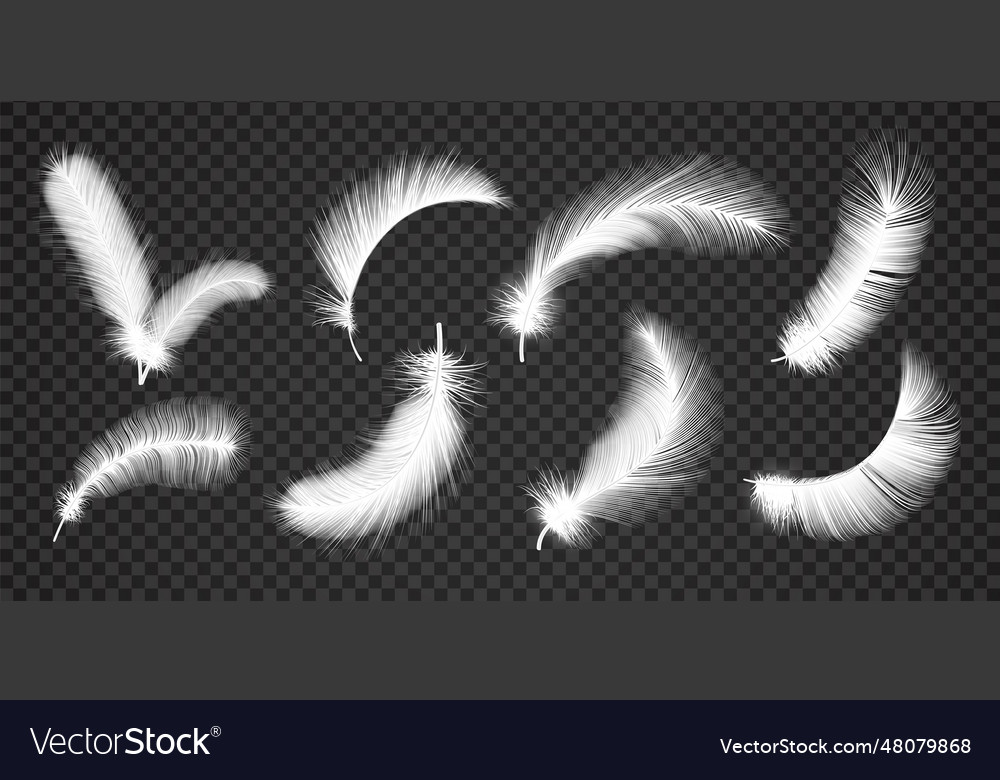 Realistic white falling and twirled fluffy bird Vector Image