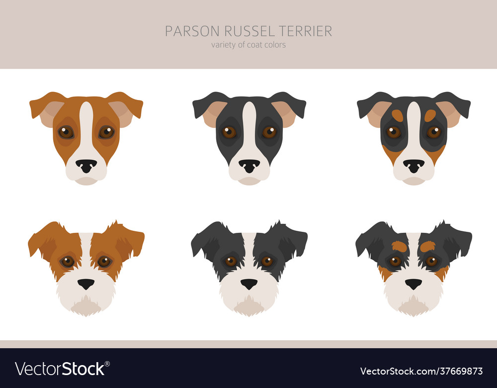 Parson russel terrier clipart different poses Vector Image