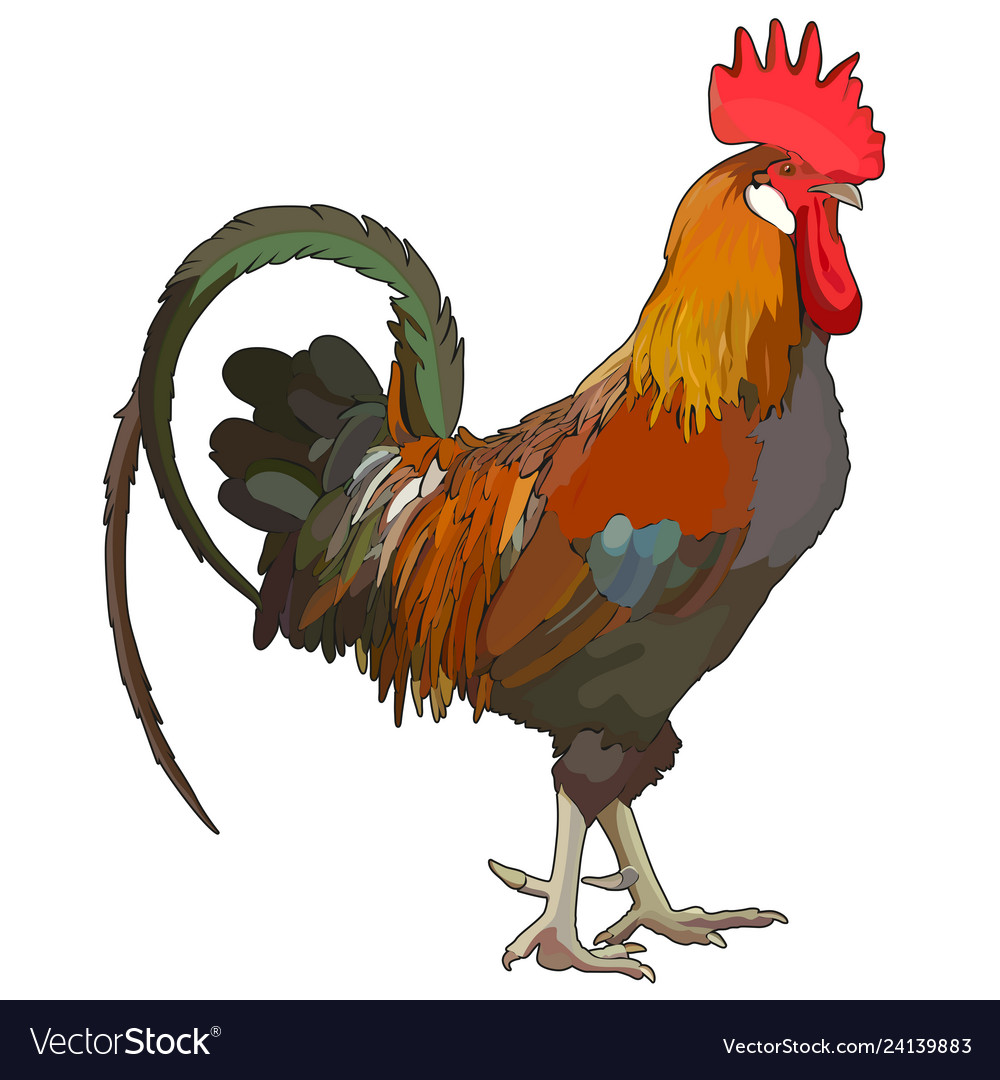 Cock