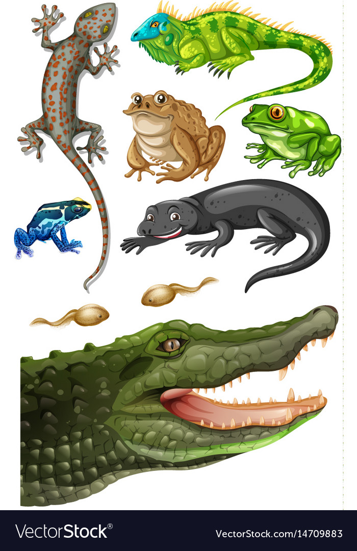 Diverse Reptile Collection