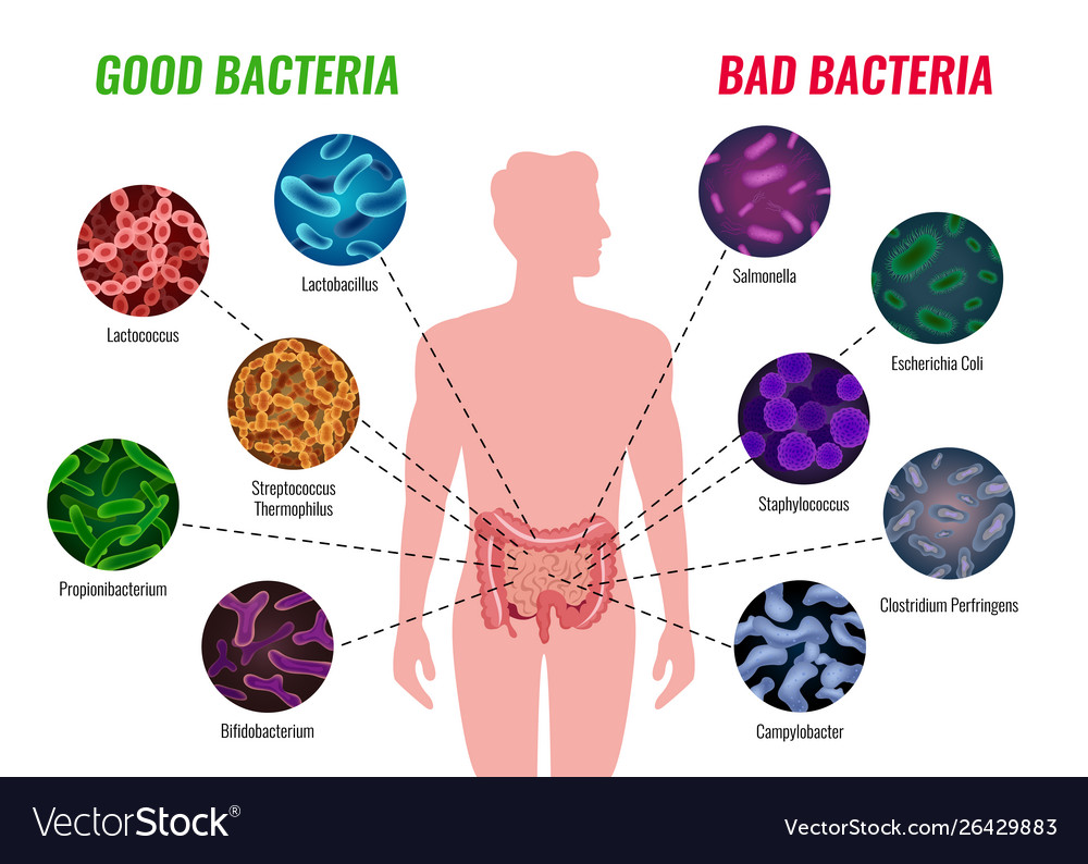 Good And Bad Bacteria Poster Royalty Free Vector Image