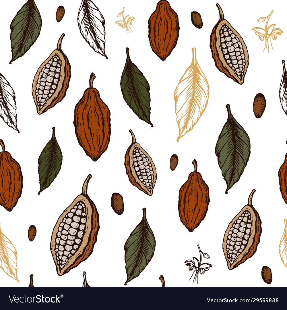 Cocoa beans seamless pattern sketch hand drawn vector image Cocoa beans seamless pattern sketch hand drawn