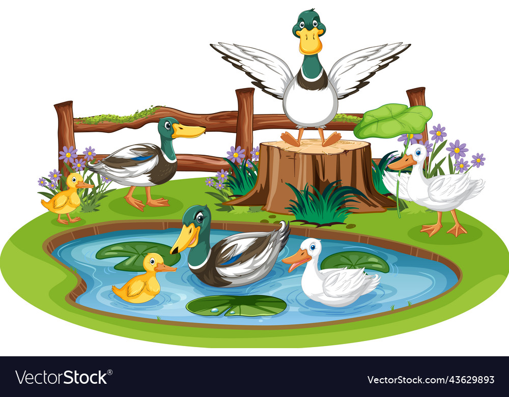 Duck family in pond Royalty Free Vector Image - VectorStock