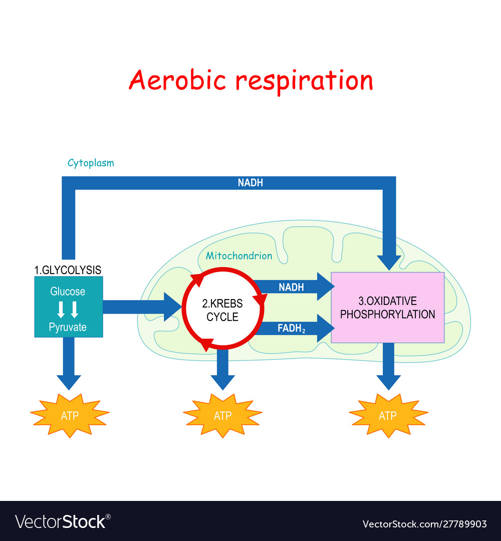 Process Of Aerobic Respiration