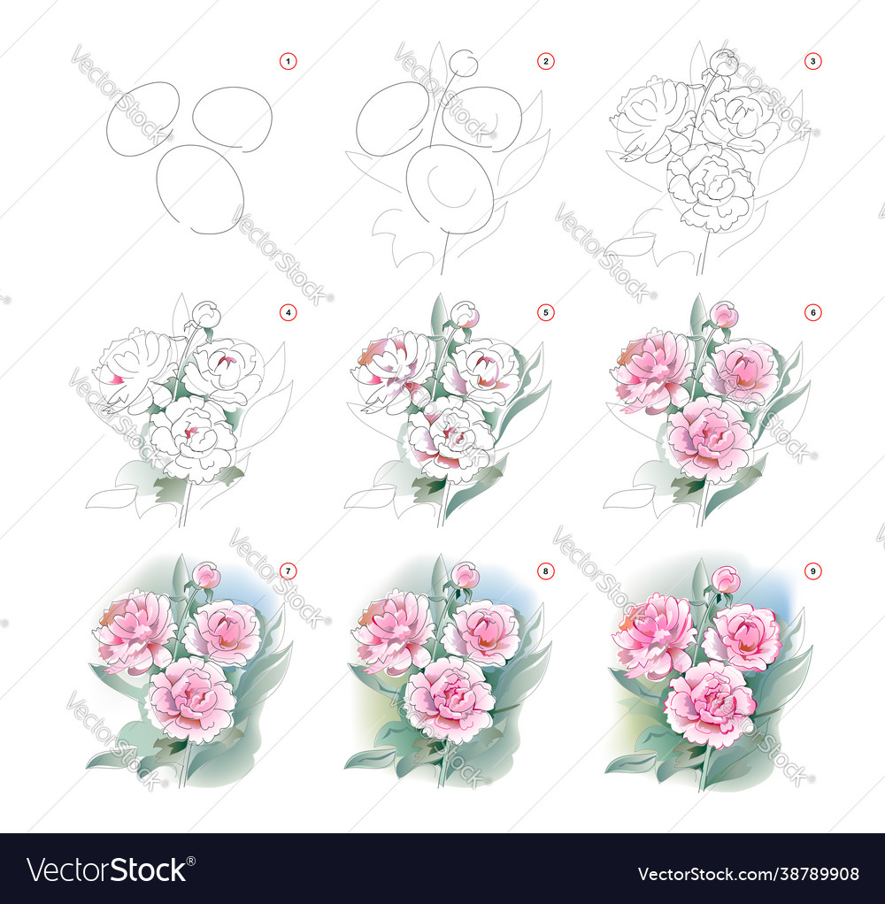 How to learn draw sketch peonies flowers vector image How to learn draw sketch peonies flowers
