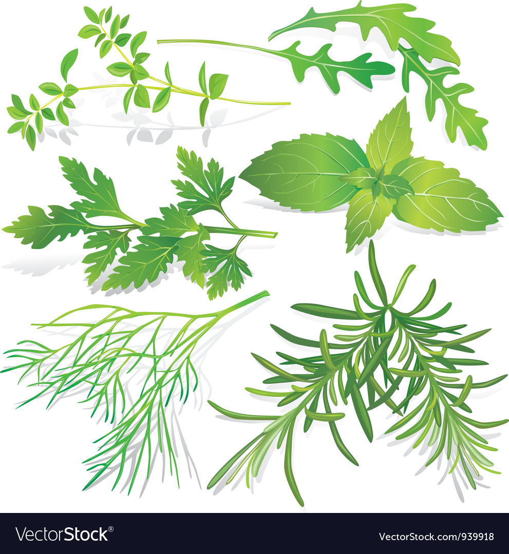 Collection of fresh herbs Royalty Free Vector Image