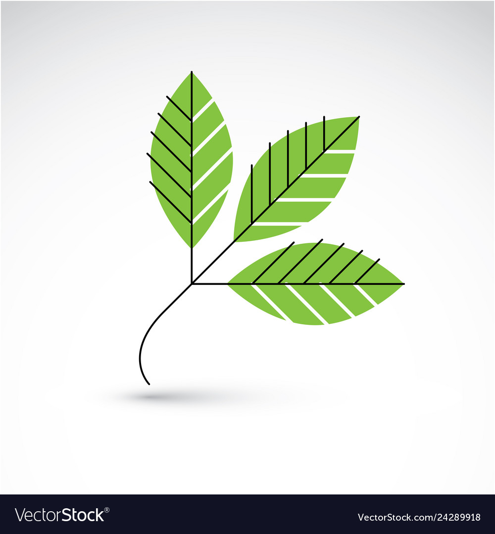 Spring rowan leaf botany and eco flat image vector image Spring rowan leaf botany and eco flat image