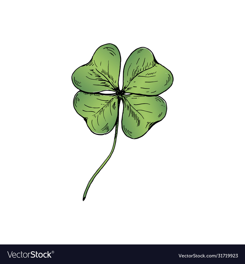 Clover Sketch Hand Drawn Green Four Leaf Clover Vector Image