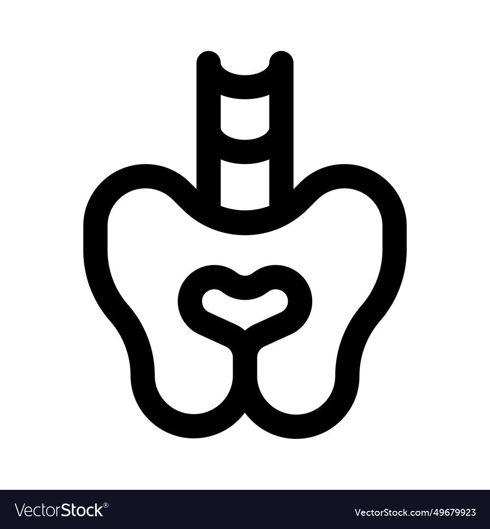 Pelvis in human anatomy basin-shaped complex