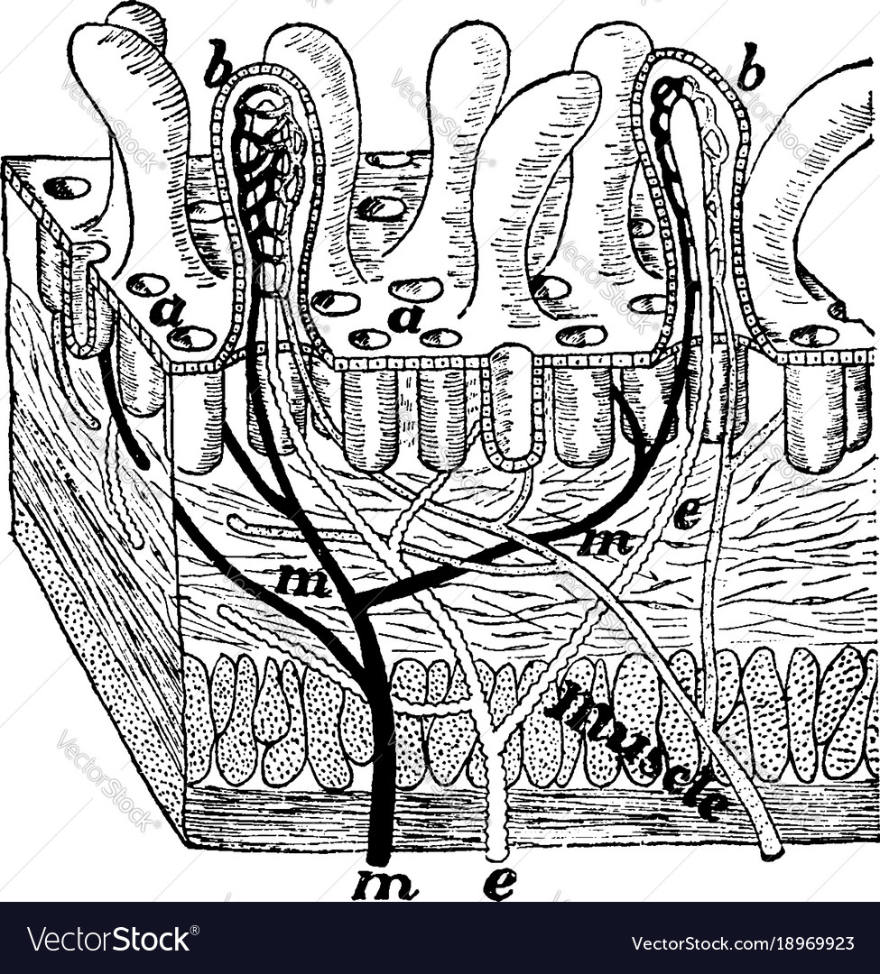 Villi of the intestine vintage