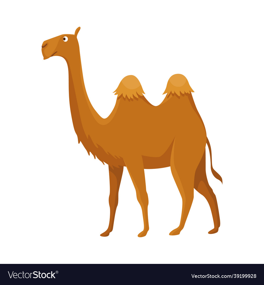 Camel with two hump bactrian desert animal Vector Image