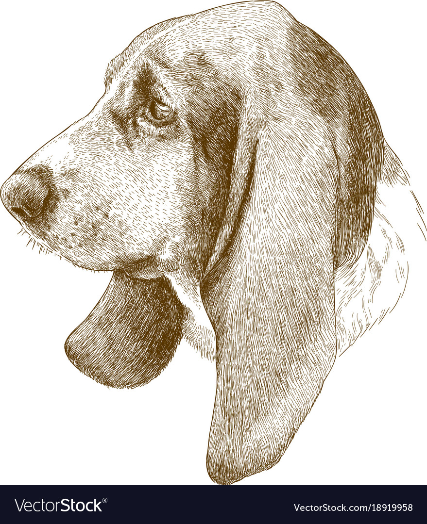 Engraving antique of basset hound head Royalty Free Vector