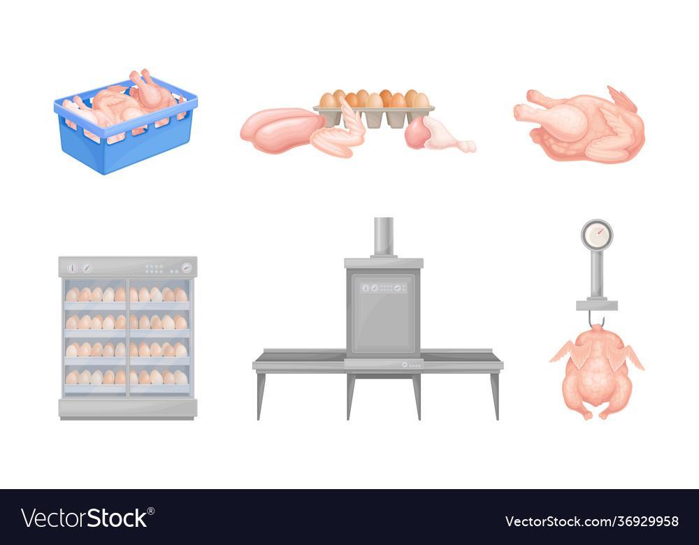 Hen eggs incubator and dressed chicken set