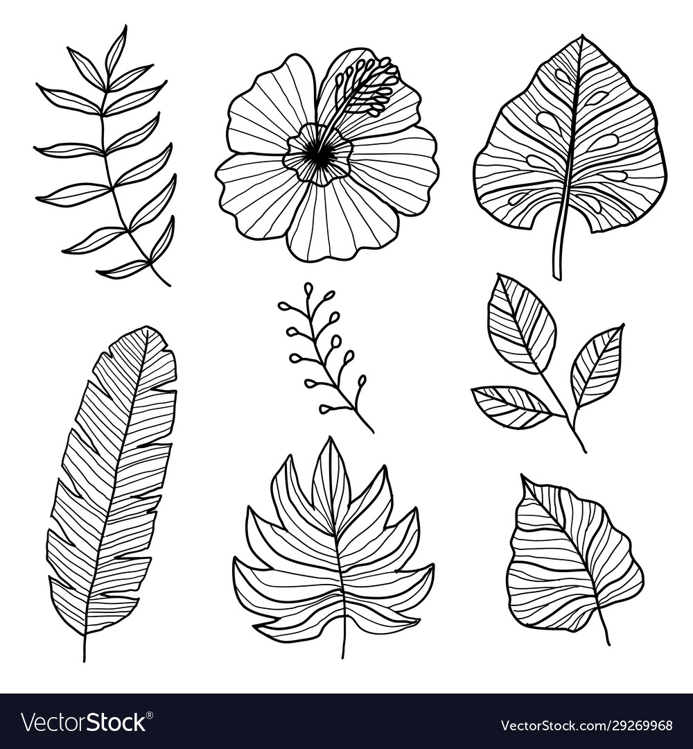 Set botanical hand drawn style