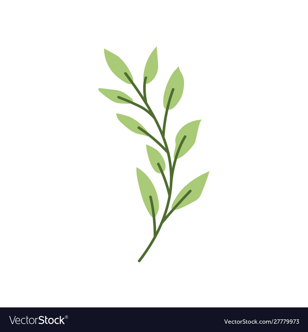 Branch with leaf on white background