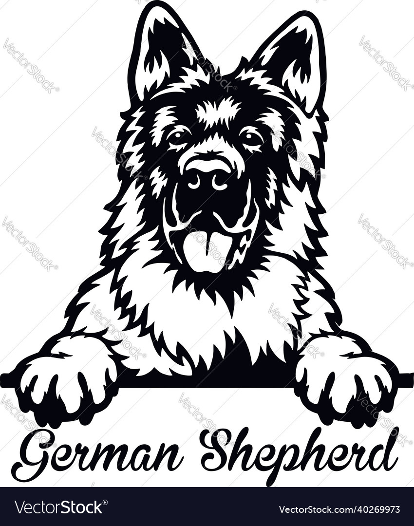 German shepherd peeking dog - head isolated