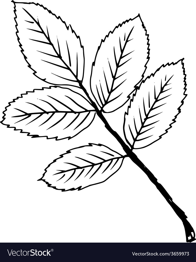 Leaf