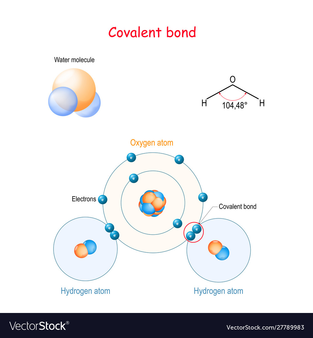 covalent-bond-for-example-water-molecule-h2o-vector-image