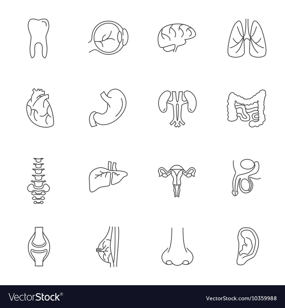 Human organs thin lines icon set Royalty Free Vector Image