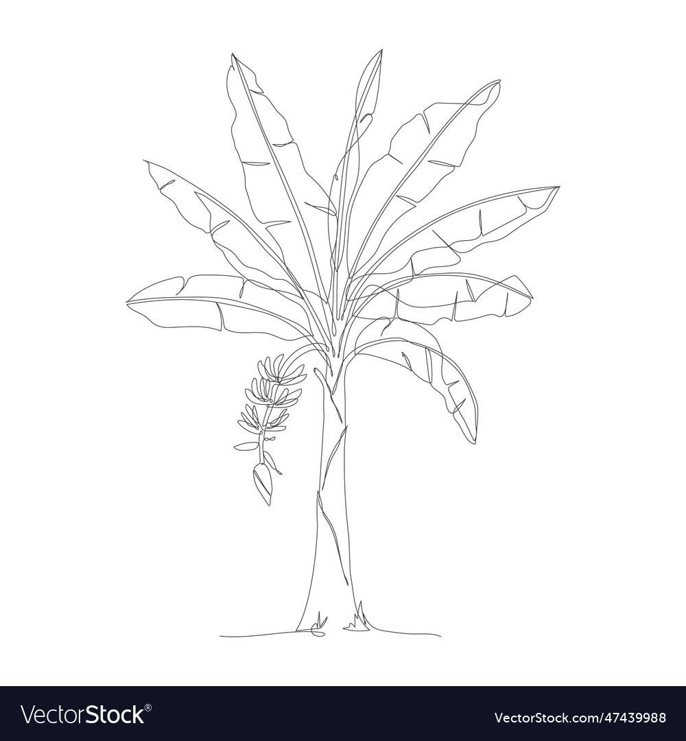 One continuous line drawing of banana tree