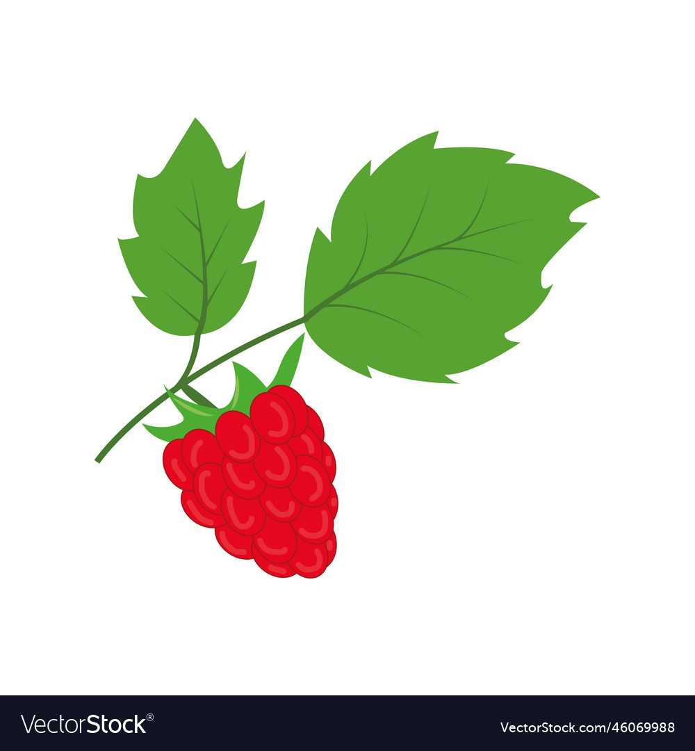 Raspberry with leaves