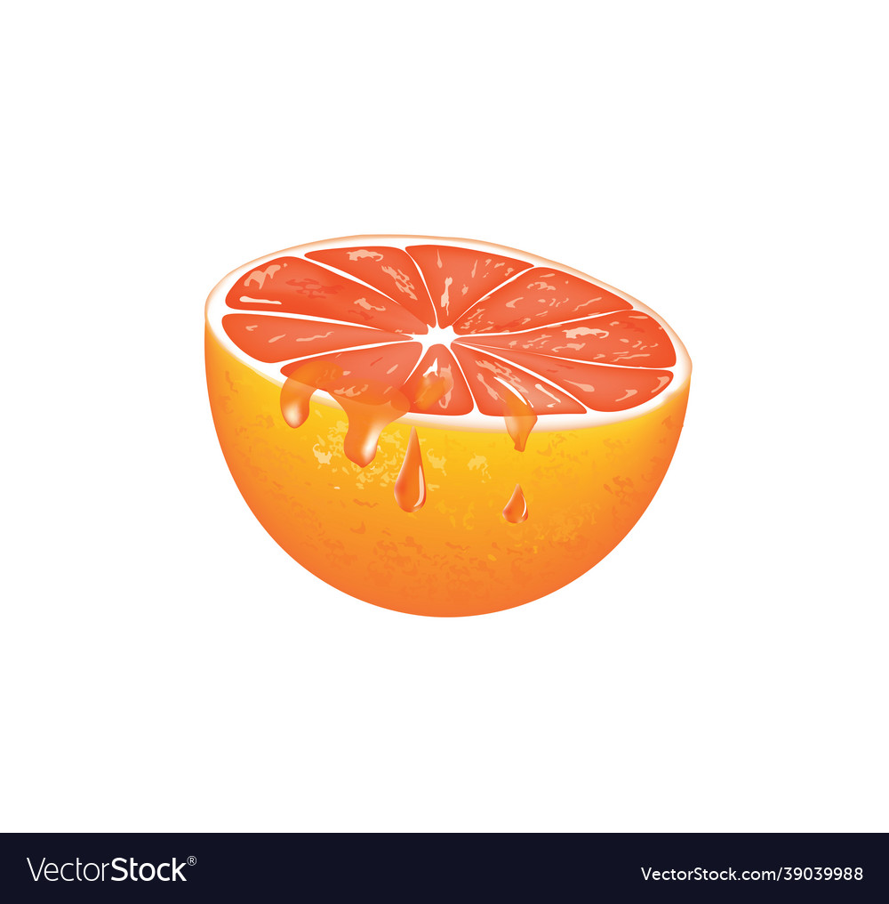 Slice of grapefruit Vector Image Slice of grapefruit