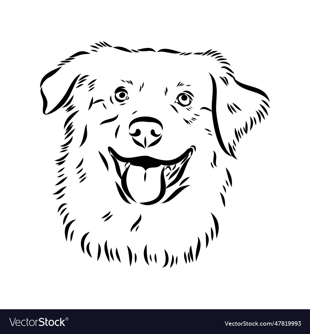 Isolated one single australian shepherd dog head Vector Image