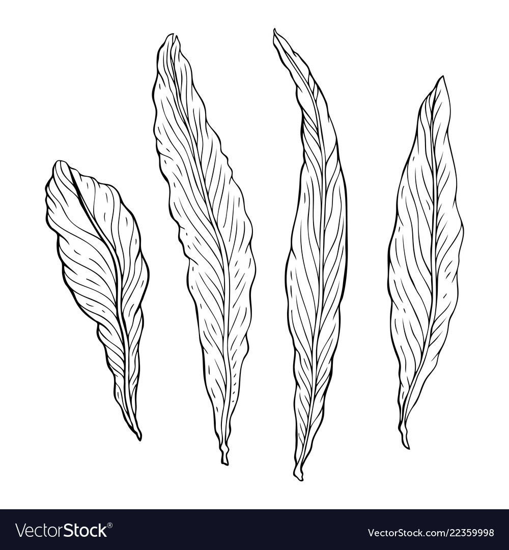 Types Of Leaf Outline Leaves Of Different Types