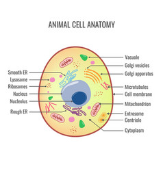 Animal cell anatomy Royalty Free Vector Image - VectorStock