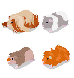 Guinea pig breeds icon set flat style isolated on Vector Image