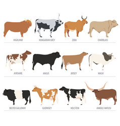 Cattle breeding cow bulls breed icon set flat Vector Image