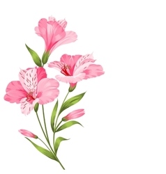 Alstromeria branch isolated on white Royalty Free Vector