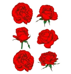 Red rose Royalty Free Vector Image - VectorStock