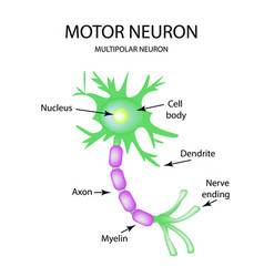 The structure of the motor neuron infographics on Vector Image