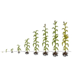 corn stage of growth vector images 10 growth stages of corn
