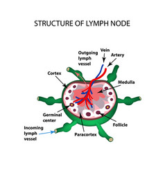 Macrophage Vector Images (over 110)