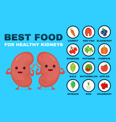 best food for strong kidneys strong healthy vector image