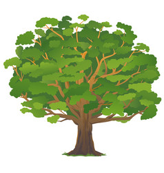 One old oak tree without leaves isolated Vector Image